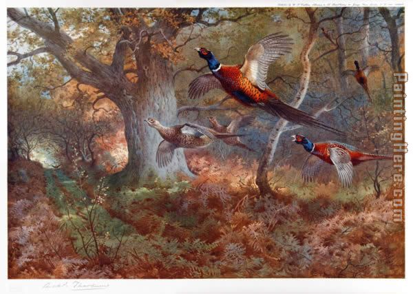 Archibald Thorburn Pheasants Through the Oak Wood